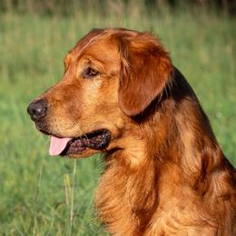 Tater - Golden Retriever