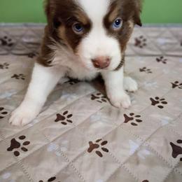 Jolene (black collar) - Red tri-color female Australian Shepherd puppy in Okeechobee, Florida from Rothsolid Aussies