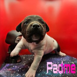 Padme - Black and white female Rat Terrier puppy in Lynn, Alabama from Cryptic Rat Terriers