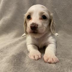 Rachel - Cream Dachshund puppy in Chicago, Illinois from A&M Dachshund Den