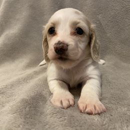 Rachel - Cream Dachshund puppy in Chicago, Illinois from A&M Dachshund Den