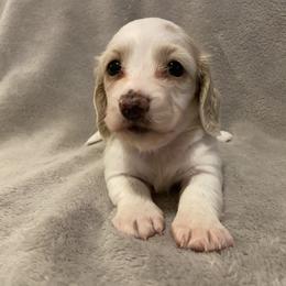 Rachel - Cream Dachshund puppy in Chicago, Illinois from A&M Dachshund Den