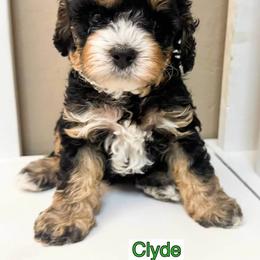 Bernedoodle, Cavapoo, Cockapoo, and Goldendoodle Puppies from Cactus Doods