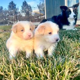 Gold Girl 2 - White and gold female Border Collie puppy in Powell Butte, Oregon from Cascades Border Collies