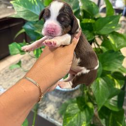 Female 1 - Tri-Roan female English Springer Spaniel puppy in Fairfield, California from Goldridge Springers