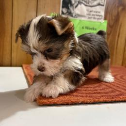 Boy 2 - Parti male Yorkshire Terrier puppy in Bear Creek, North Carolina from Yorkie Time