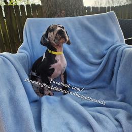 Yellow Collar - Harlequin female Great Dane puppy in Alton, Illinois from Show Me Great Danes and Basset Hounds