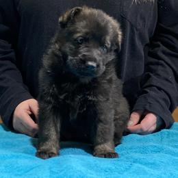 German Shepherd and Miniature American Shepherd Puppies from Von Südwest German Shepherds and Mini American Shepherds
