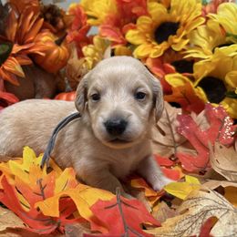 Gray Collar - Red male Dachshund puppy in Belfair, Washington from Devoted Doxies, Lorraine’s Yorkies