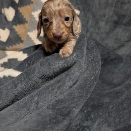 Boy 3 - Dapple male Dachshund puppy in Winchester, Idaho from Mission Creek Dachshunds