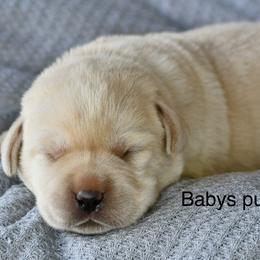 Purple female - Yellow female Labrador Retriever puppy in Mississippi from Sure Shot English Labs