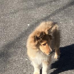 Dot - Sable and white female Shetland Sheepdog puppy in Rockville, Maryland from Robin Rice
