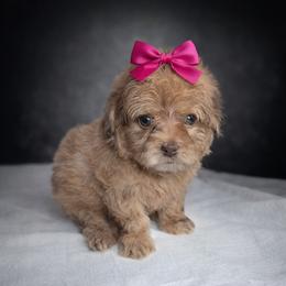 Bernedoodle, Bernese Mountain Dog, Goldendoodle, and Shihpoo Puppies from Route 66 Poodles & Doodles, Sapphire Shih-tzu's of Ohio