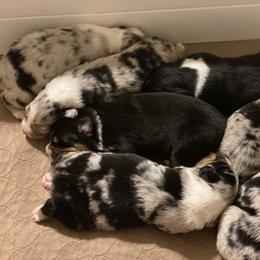 Australian Shepherd Puppies from Echolight Australian Shepherds