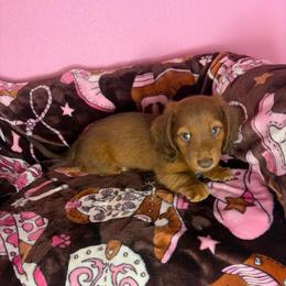 Dylan - Chocolate male Dachshund puppy in Lake City, Florida from My Ditzy Doxies of Florida