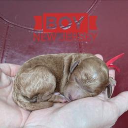 New Jersey - Red  male Goldendoodle puppy in Cambridge, Minnesota from Country Meadow Doodles