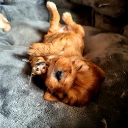 Cavalier King Charles Spaniel Puppies from Puppyloversplace