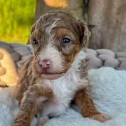 Frosted Mini Wheats - Chocolate merle female Bernedoodle puppy in Rose Hill, North Carolina from Red Door Canines