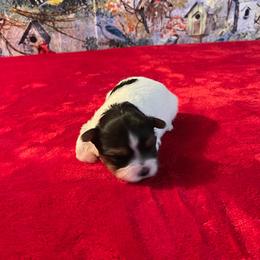 Ace- 3000 - Black tan and white male Biewer Terrier puppy in Douglas, Georgia from Heartland small breeds