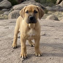 Batman - Brown male Boerboel puppy in Laramie, Wyoming from Standing Stone Boerboels