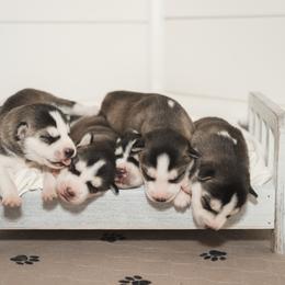 Siberian Husky Puppies from Husky Love and Pups