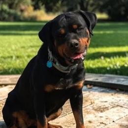 Hera - Rottweiler