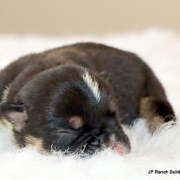 Pork Chop - Black tri-color male Bulldog puppy in Winnsboro, Texas from JP Ranch Bulldogs