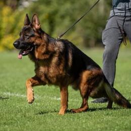 Enco - German Shepherd