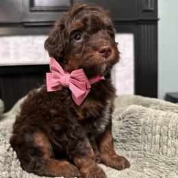 Girl 2 - Phantom female Bernedoodle puppy in Mobile, Alabama from Doodle Dreams