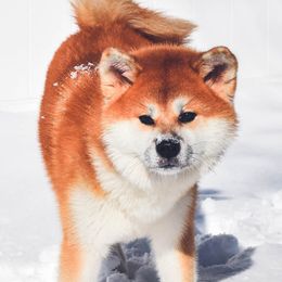 Tofu - Akita