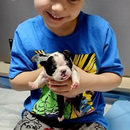 Boston Terrier and Doberman Pinscher Puppies from Diamonds In The Ruff Boston Terriers & Dobermans