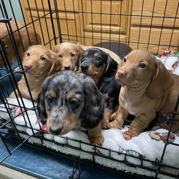 Dachshund Puppies from Triple L Dachshunds