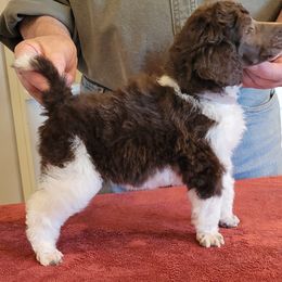 Poodle Puppies from Chapel Hill Poodles