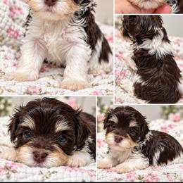 Nava (beautiful) AKC - Chocolate female Havanese puppy in Cochran, Georgia from Dean Supreme