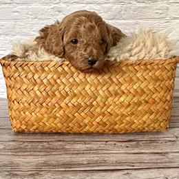 Prosper (AKC) - Red  male Poodle puppy in Riverside, California from Red Toy Poodle World