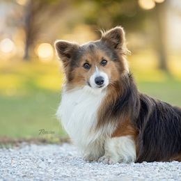 Duke - Pembroke Welsh Corgi