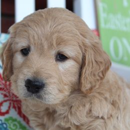 Aussiedoodle and Goldendoodle Puppies from Skyridge Doodles