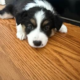 Miniature Australian Shepherd Puppies from Jayna Crisp