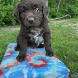 Boy 1 - Red tri-color male Australian Shepherd puppy in Hillsboro, Illinois from Perfect Paws Puppies