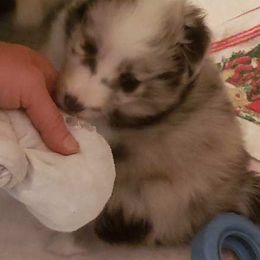 Shetland Sheepdog Puppies from Hawks Acres Shetland Sheepdogs