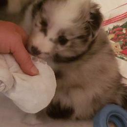 Shetland Sheepdog Puppies from Hawks Acres Shetland Sheepdogs