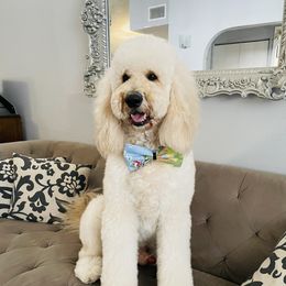 Goose - Goldendoodle