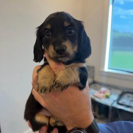 Black and Cream - Black and cream female Dachshund puppy in Fort Worth, Texas from Honey B’s Doxies