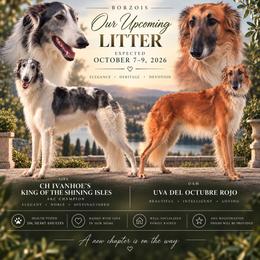 Borzoi puppies from Houston Borzoi