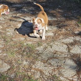 Pink - White Bulldog puppy in Century, Florida from Rebelxotics Bulldogs