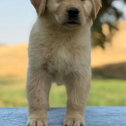 Orange and black Collar - Golden male Golden Retriever puppy in Touchet, Washington from Windust Kennels