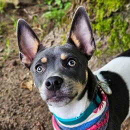 Skuggi - Rat Terrier