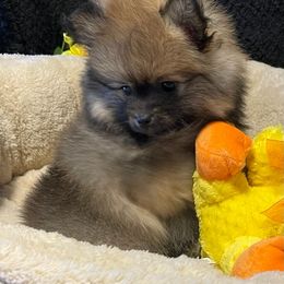 Pomeranian Puppies from Nikki’s lil Pomeranians