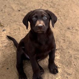 Gus - Chocolate male Labrador Retriever puppy in Houston, Texas from CMJ Kennels
