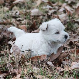 West Highland White Terrier Puppies from The West Acres